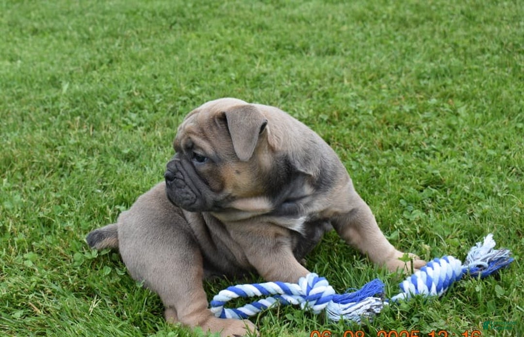 Olde English Bulldogge dogs for sale: Daisy - Image 4