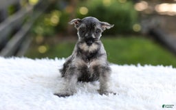 Miniature Schnauzer dogs for sale: Angel - Image 8
