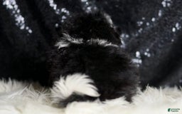 Maltipoo dogs for sale: Belle - Image 6