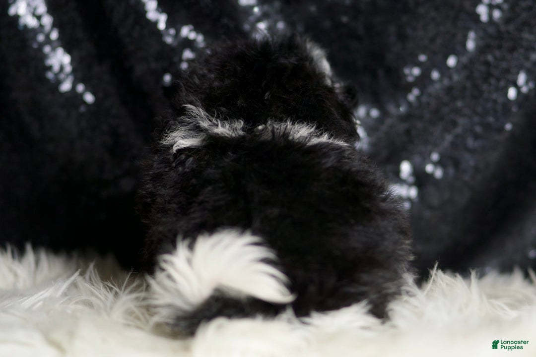 Maltipoo dogs for sale: Belle - Image 6