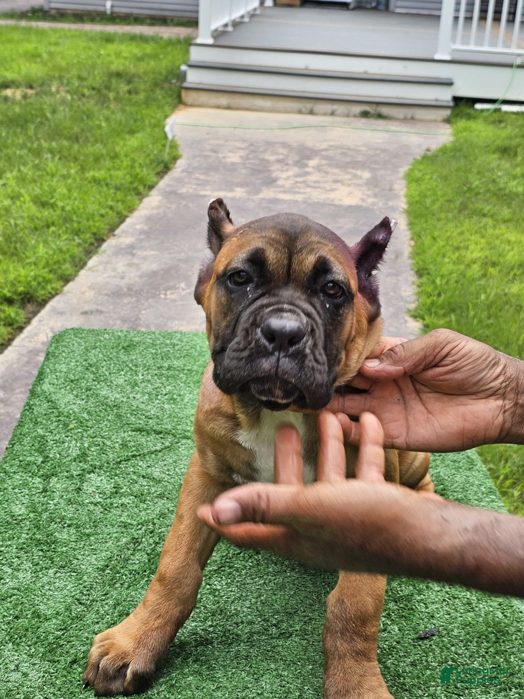 Cane Corso dogs for sale: Coco - Image 16