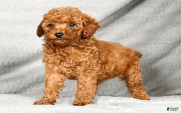 Miniature Poodle dogs for sale: Darla - Image 2