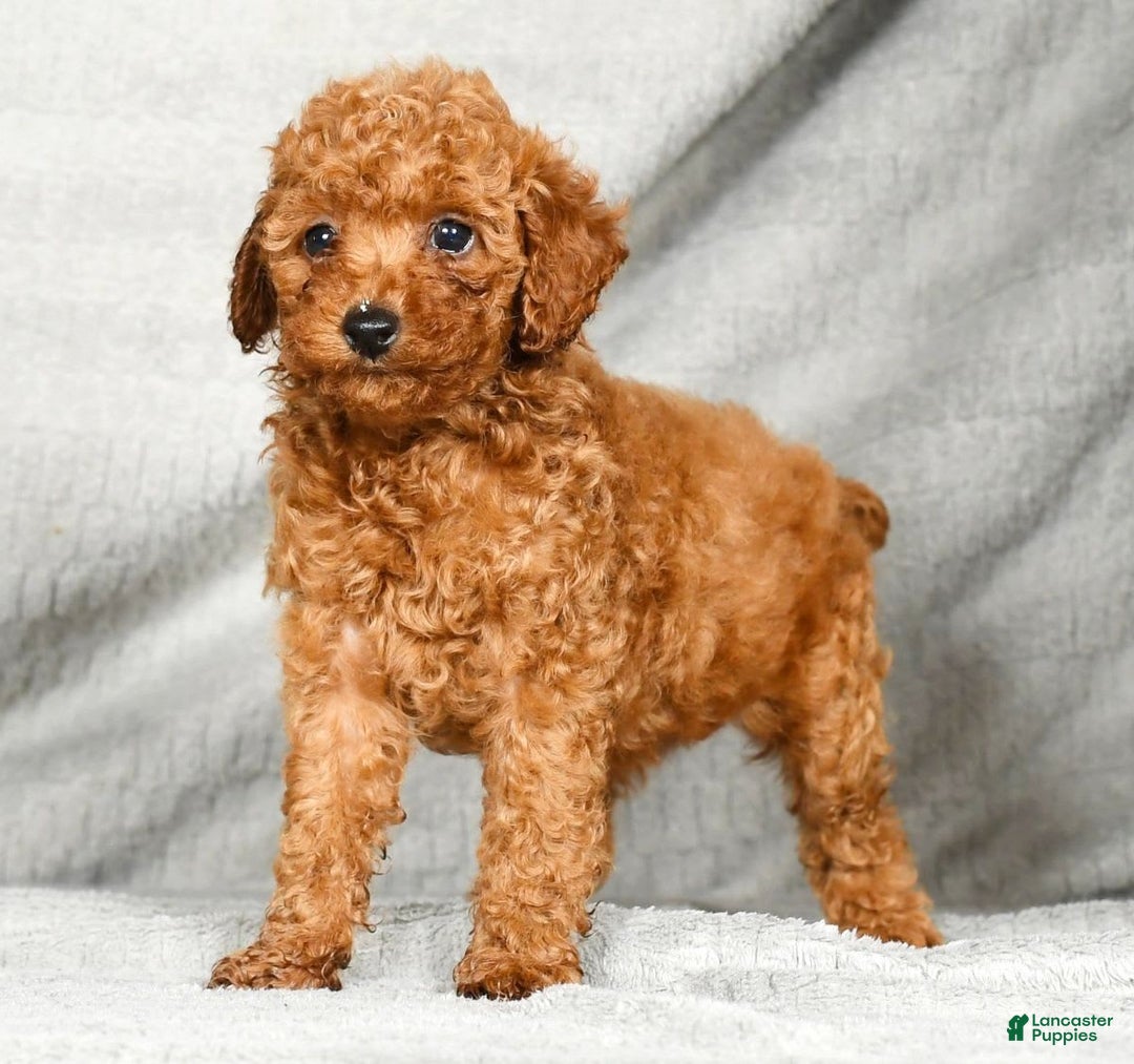 Miniature Poodle dogs for sale: Darla - Image 2