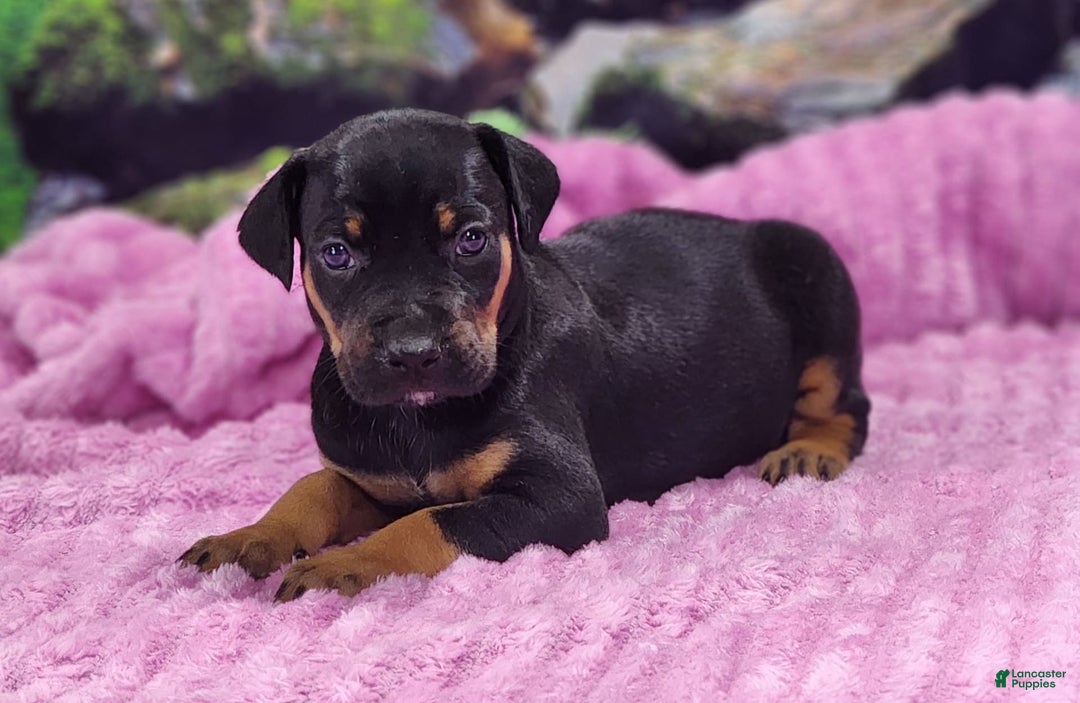 Catahoula Leopard Dog dogs for sale: Luna 2025 Female 4 - Image 1