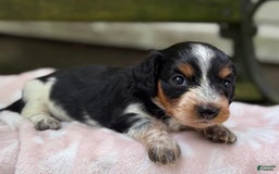 Miniature Dachshund dogs for sale: Daisy - Image 6