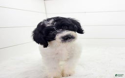Cavapoo dogs for sale: Logan - Image 4