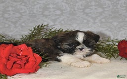 Shih Tzu dogs for sale: Mocha - Image 10