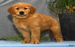 Golden Retriever dogs for sale: Marla - Image 1