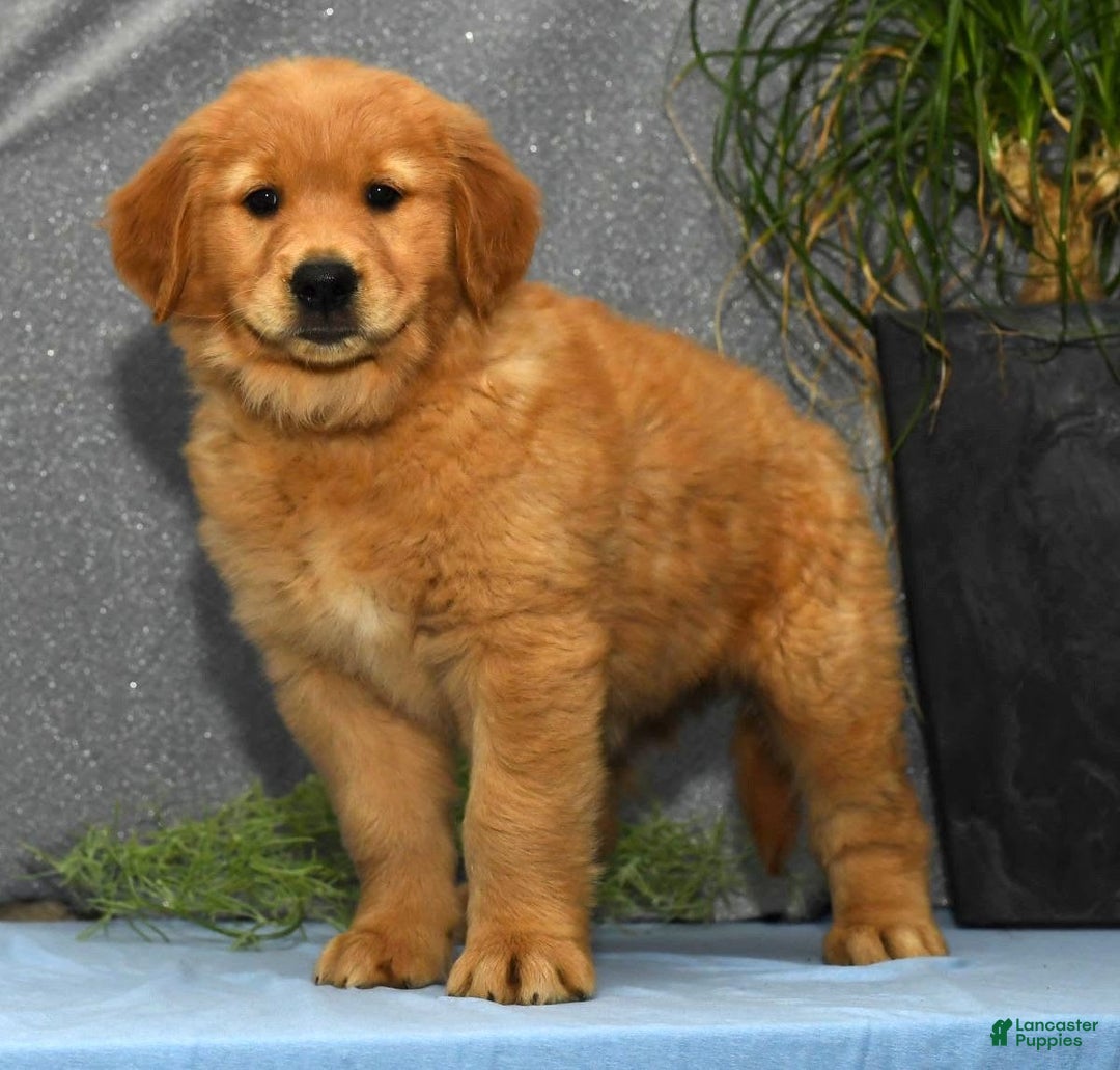 Golden Retriever dogs for sale: Marla - Image 1