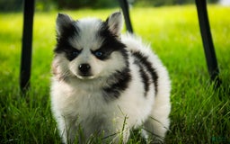 Pomsky dogs for sale: Flare - Image 16
