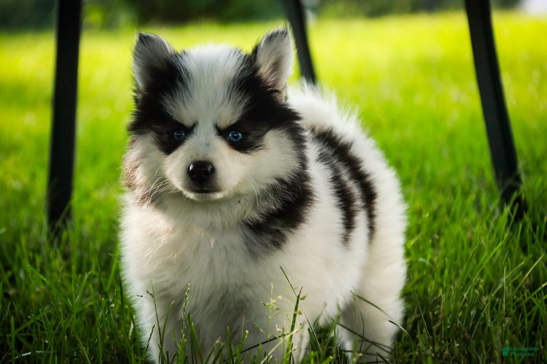 Pomsky dogs for sale: Flare - Image 16