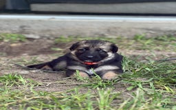 German Shepherd dogs for sale: Cedar - Image 3