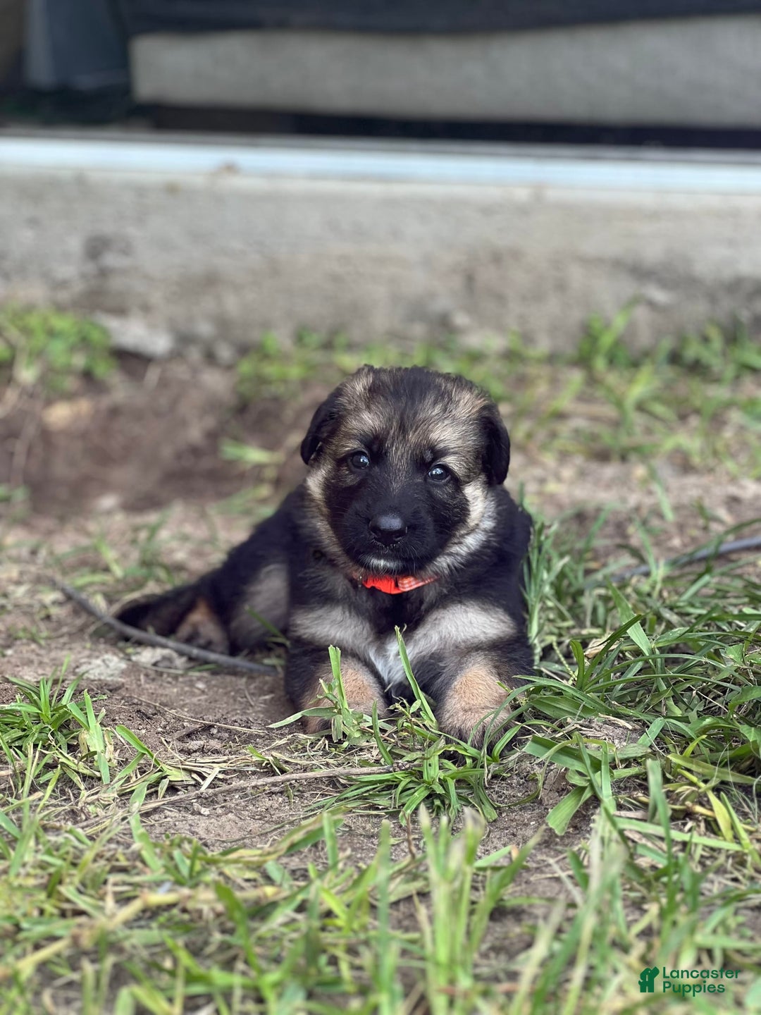 German Shepherd dogs for sale: Cedar - Image 3