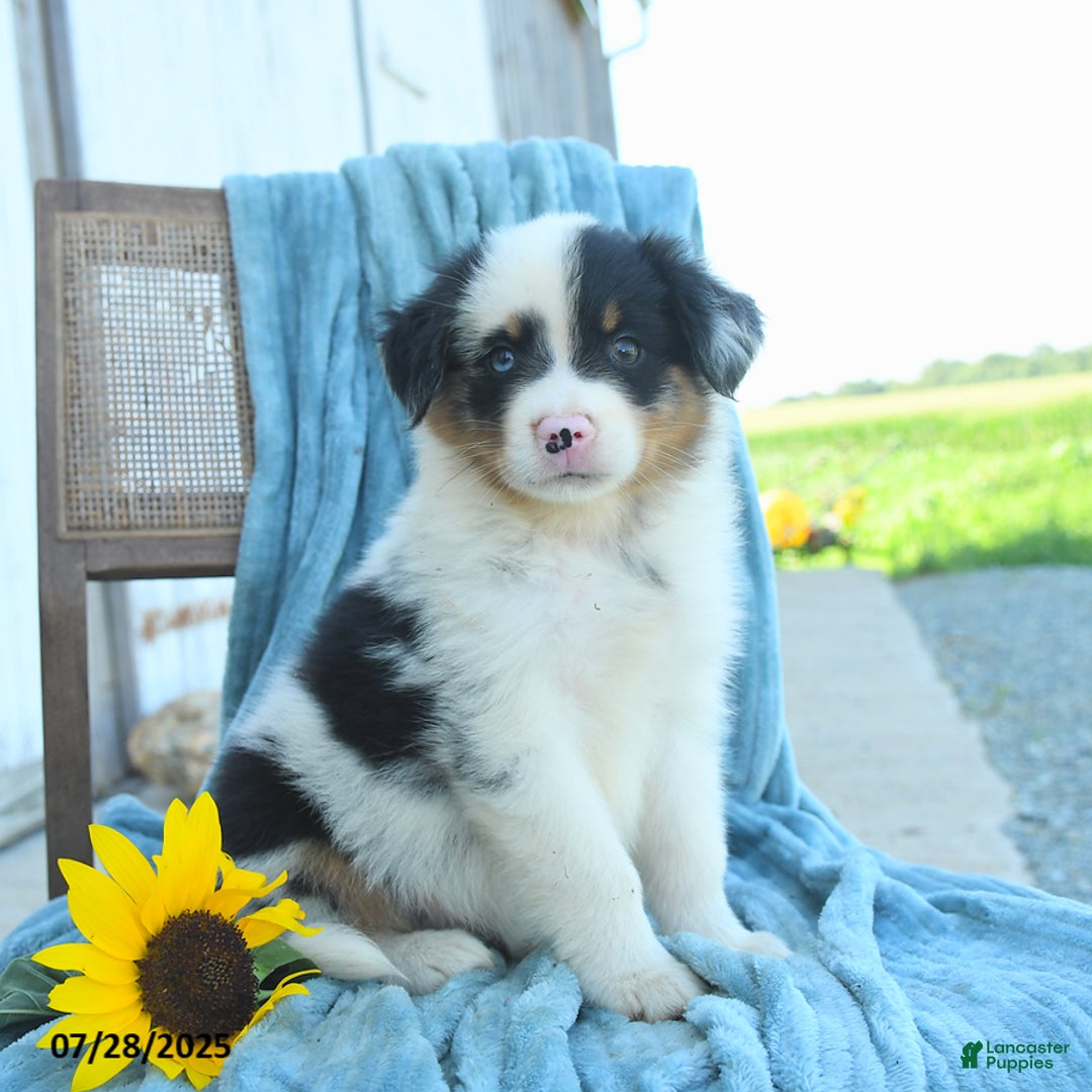 Australian Shepherd dogs for sale: Button - Image 2