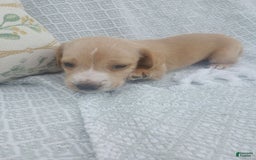 Miniature Dachshund dogs for sale: Elmer - Image 3