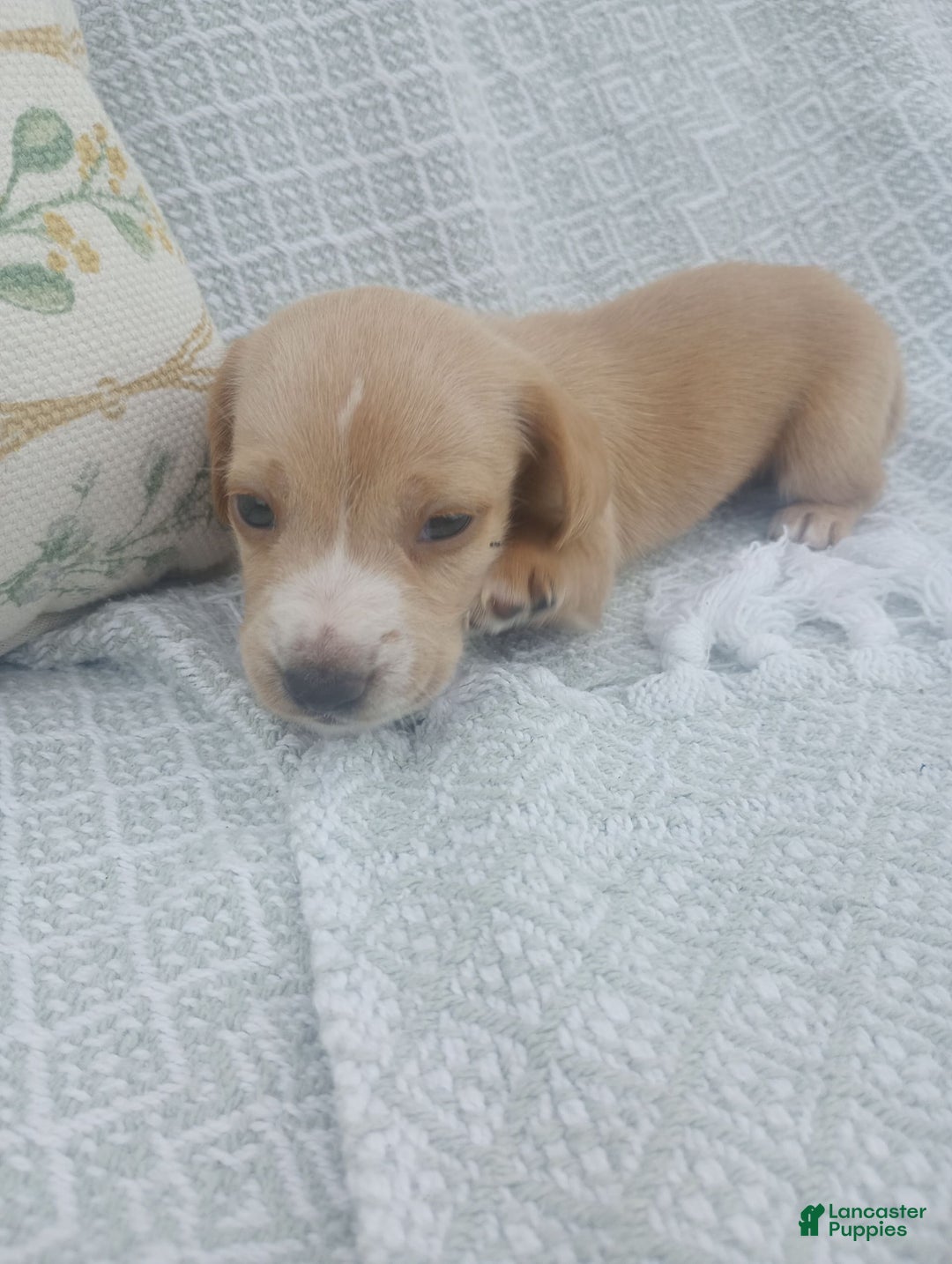 Miniature Dachshund dogs for sale: Elmer - Image 3