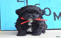 Shihpoo dogs for sale: Sammy - Image 3