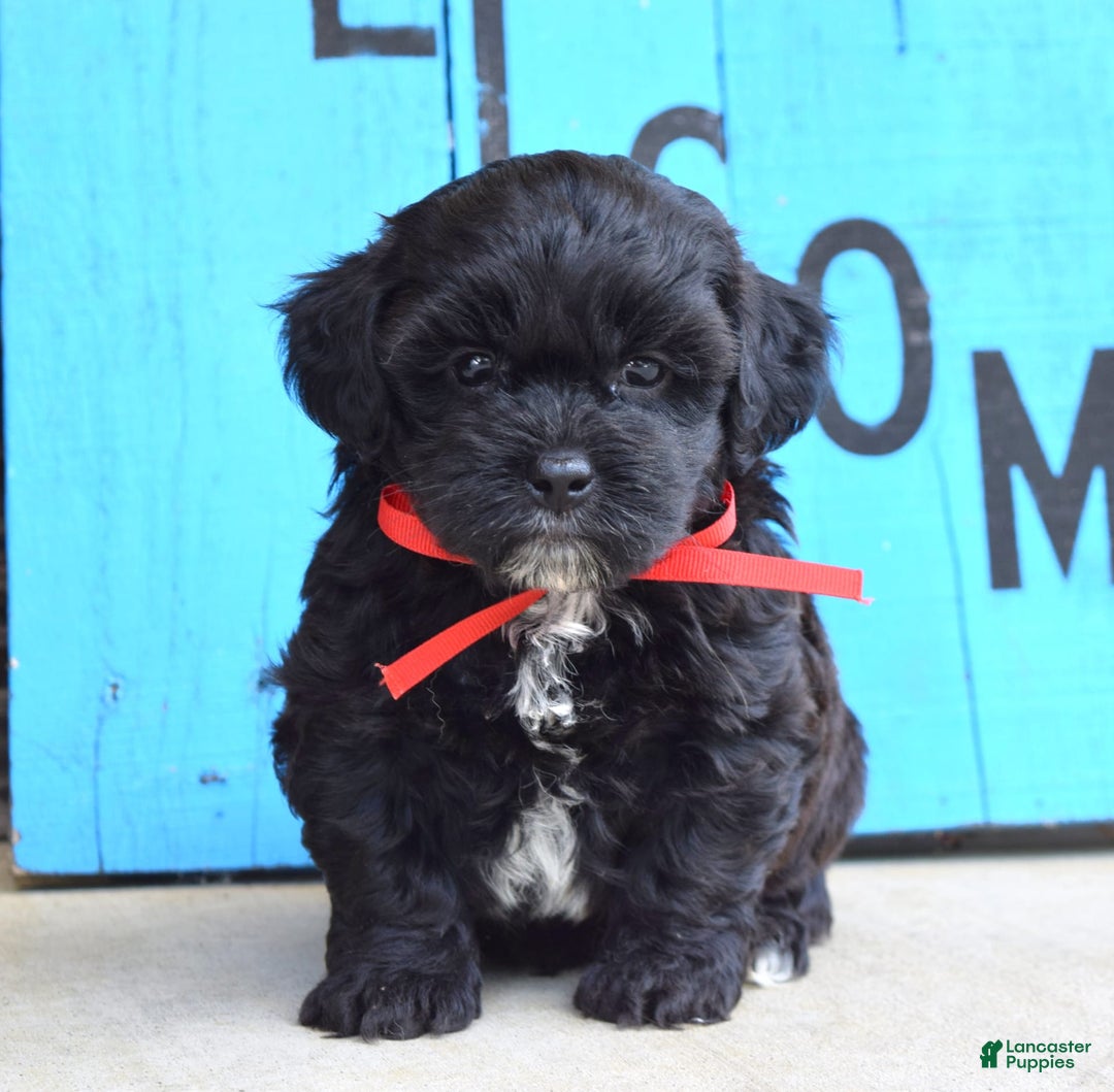 Shihpoo dogs for sale: Sammy - Image 3