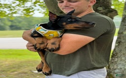 Doberman Pinscher dogs for sale: Banana - Image 2