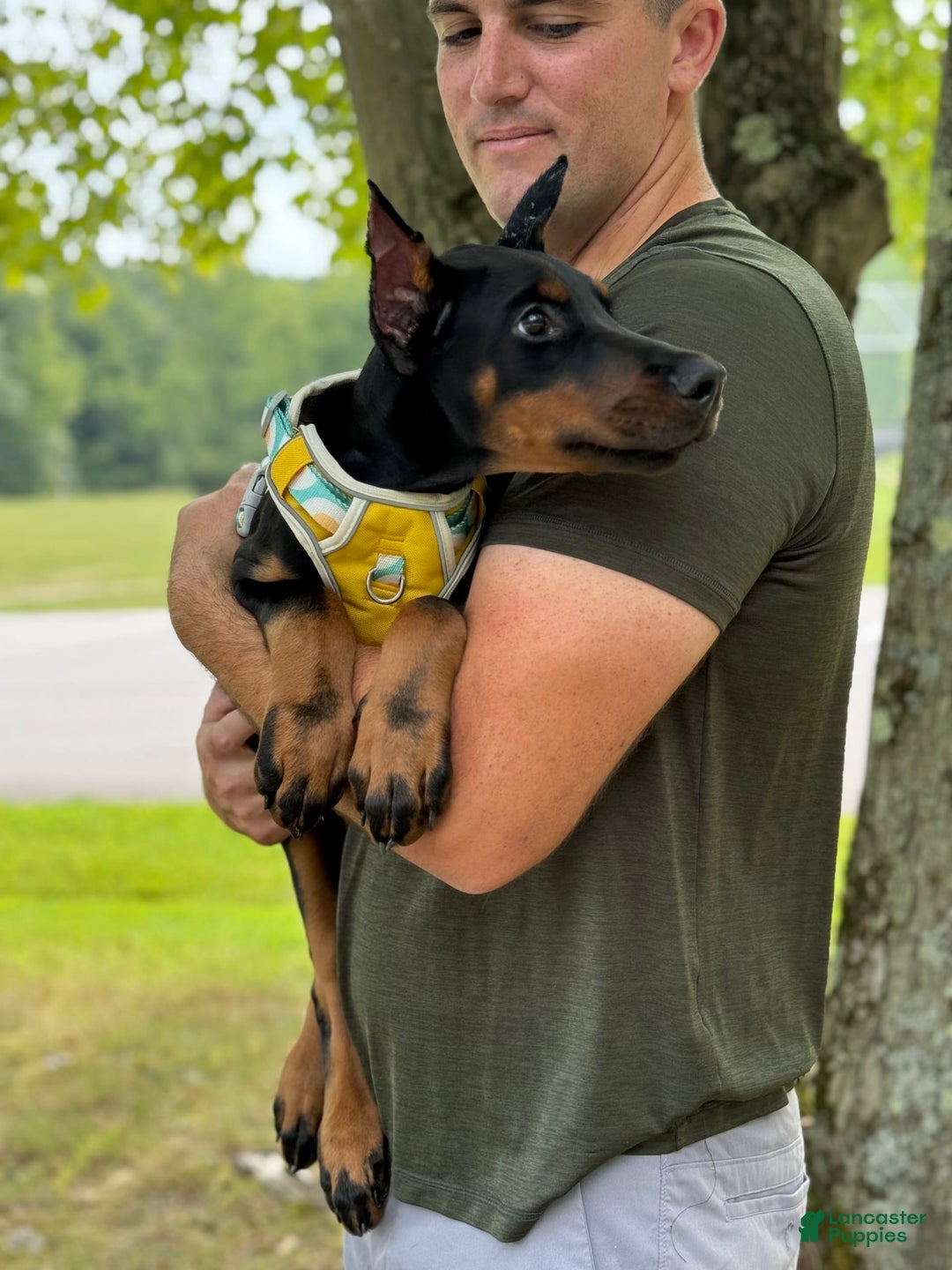 Doberman Pinscher dogs for sale: Banana - Image 2