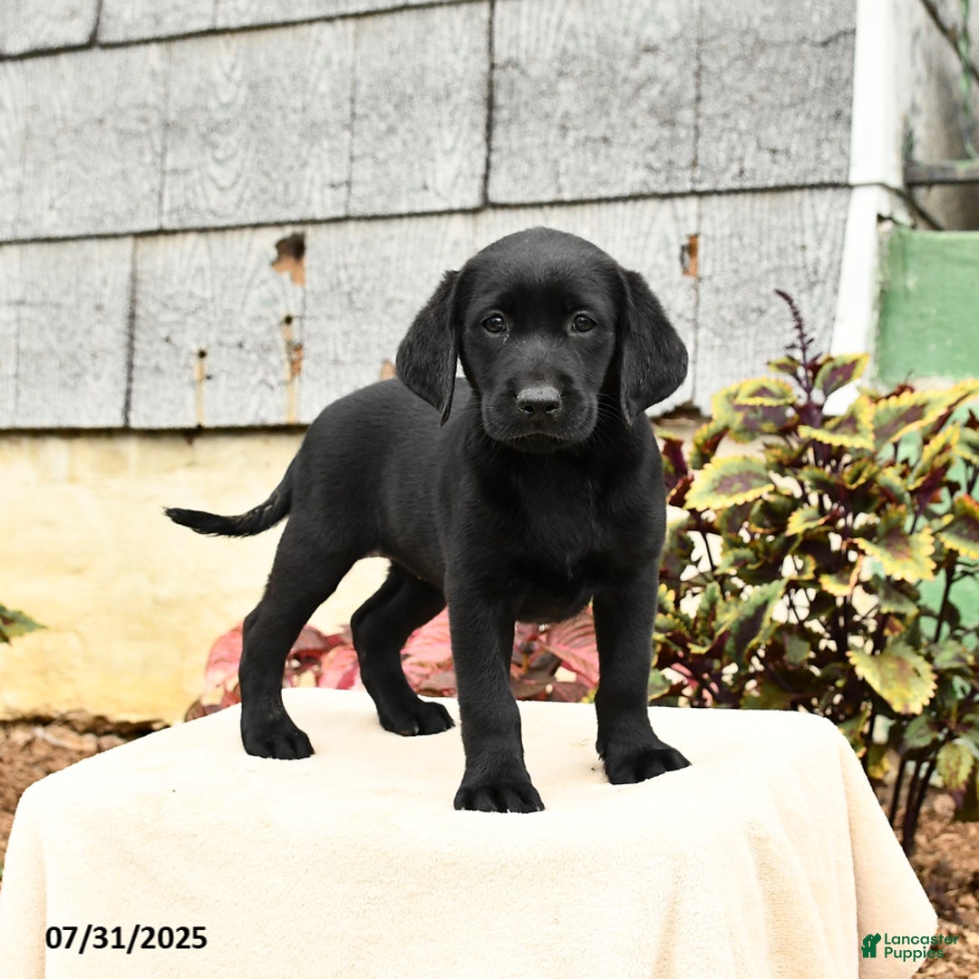 Labrador Retriever dogs for sale: Muffin - Image 2