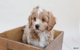 Airedale Terrier dogs for sale: Adam - Image 5