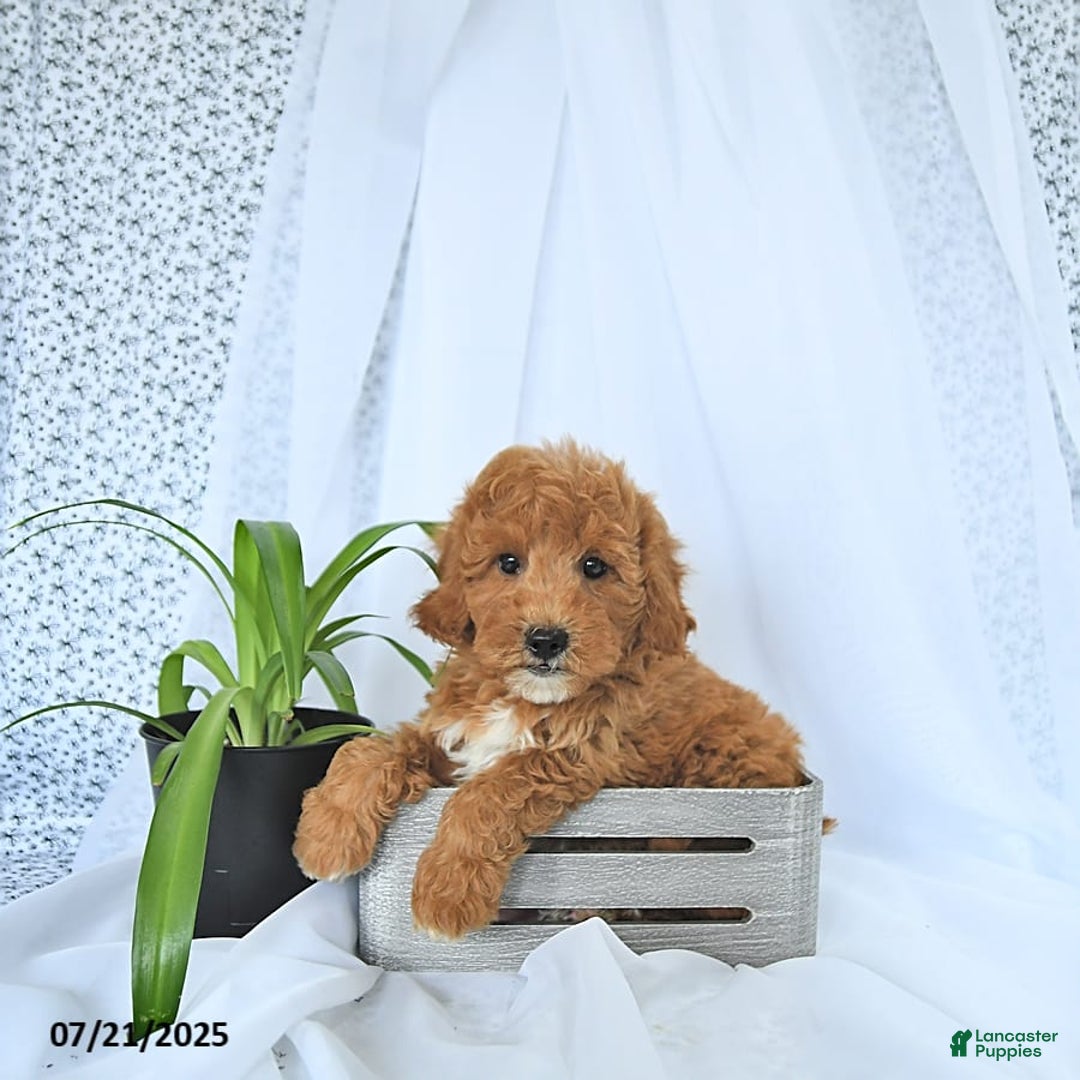 Mini Goldendoodle dogs for sale: Maverick - Image 9