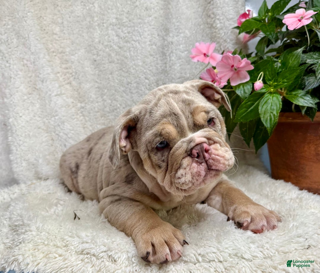 English Bulldog dogs for sale: Mark - Image 3