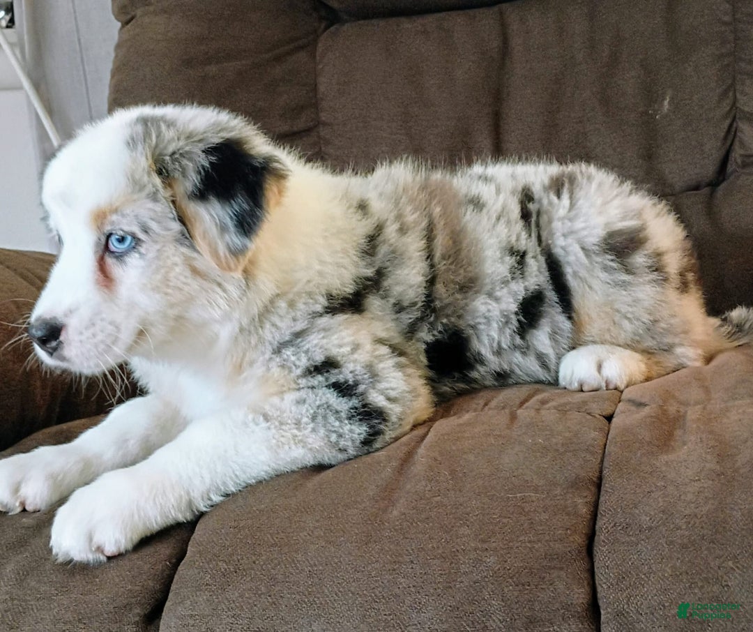 Australian Shepherd dogs for sale: Kenya - Image 6