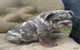 English Bulldog dogs for sale: Merlin - Image 5