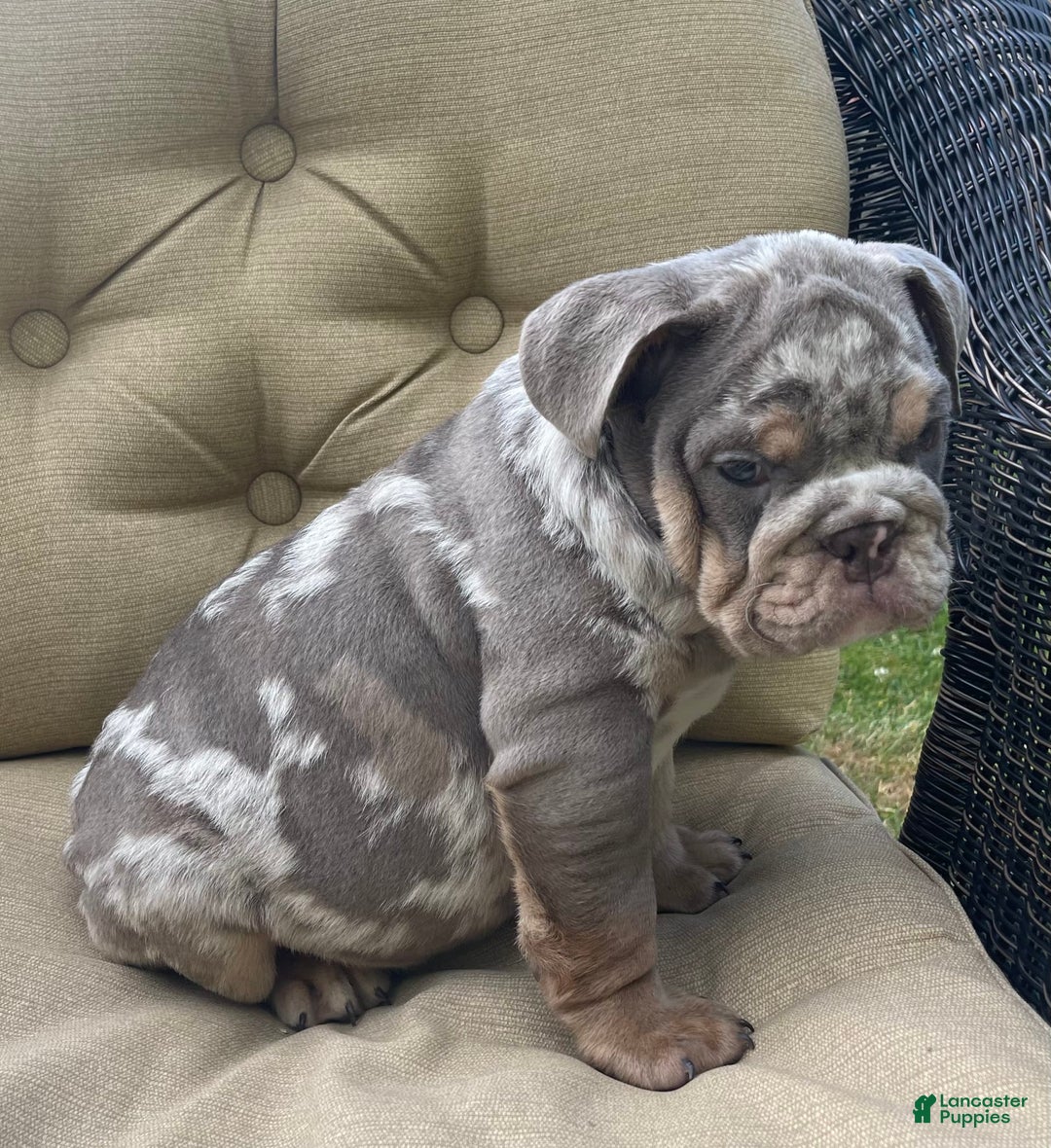 English Bulldog dogs for sale: Merlin - Image 5