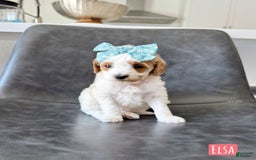 Mini Goldendoodle dogs for sale: Petite Elsa - Image 9