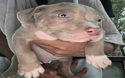 American Bully dogs for sale: Loc - Image 10
