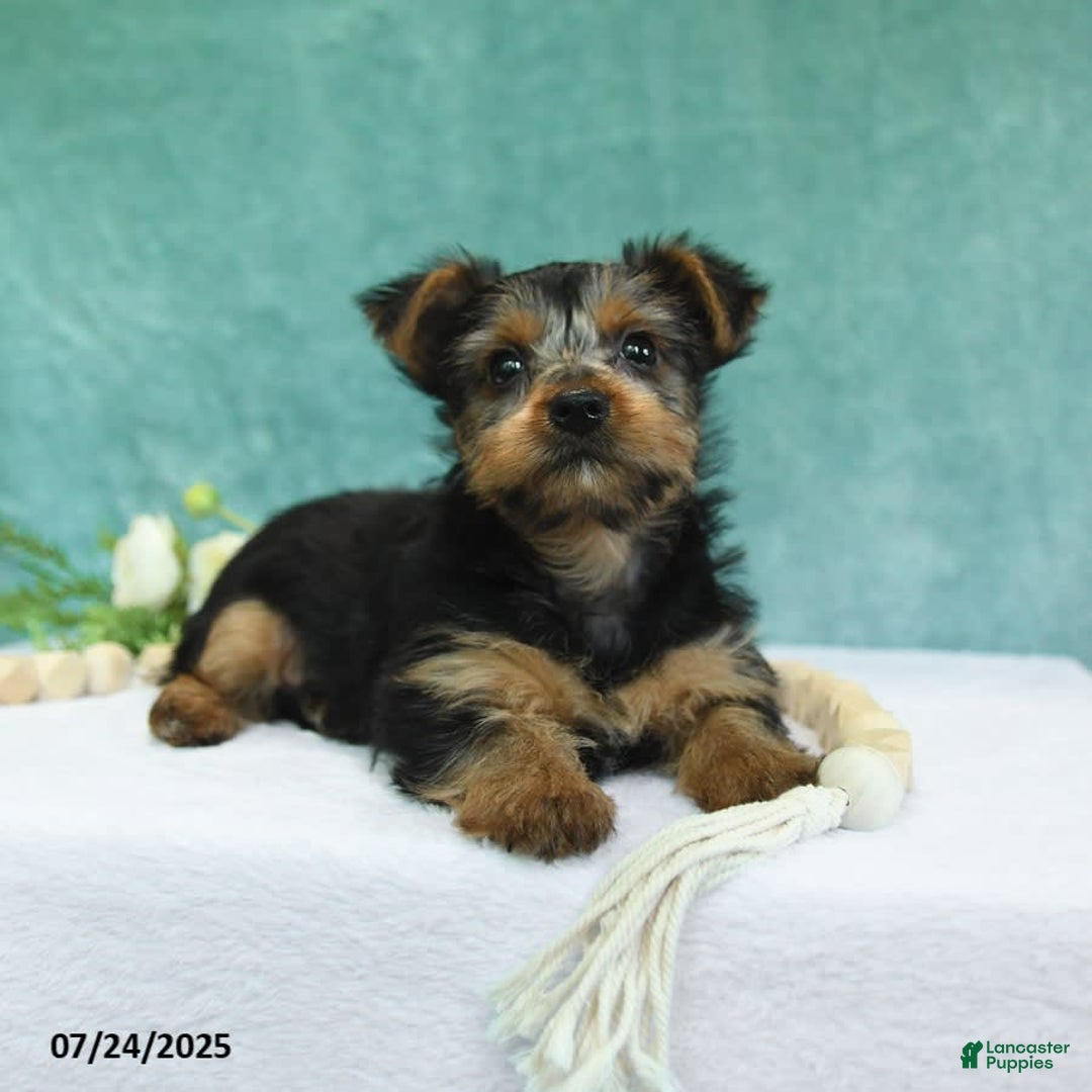 Yorkshire Terrier dogs for sale: Echo - Image 10