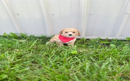 Bichpoo dogs for sale: Cashton - Image 7