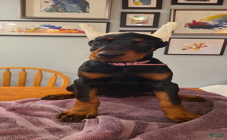 Doberman Pinscher dogs for sale - Ad 3