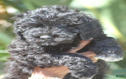 Portuguese Water Dog dogs for sale: Portuguese Water Dog 6 puppies - Image 4