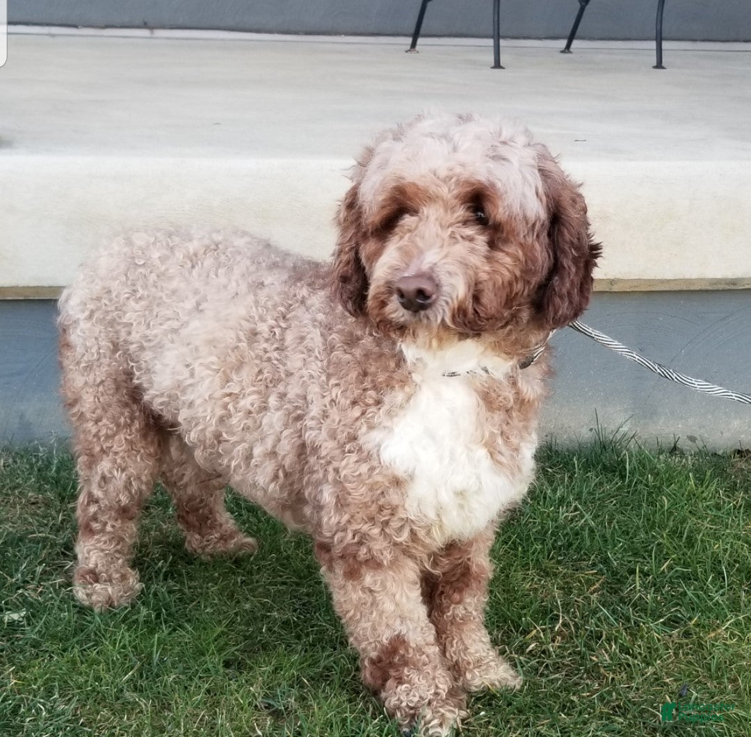 Mini Goldendoodle dogs for sale: Lacey - Image 17