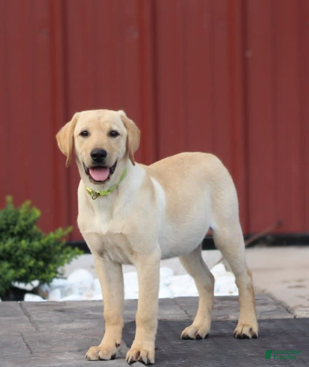 Labrador Retriever dogs for sale: Dexter - Image 3