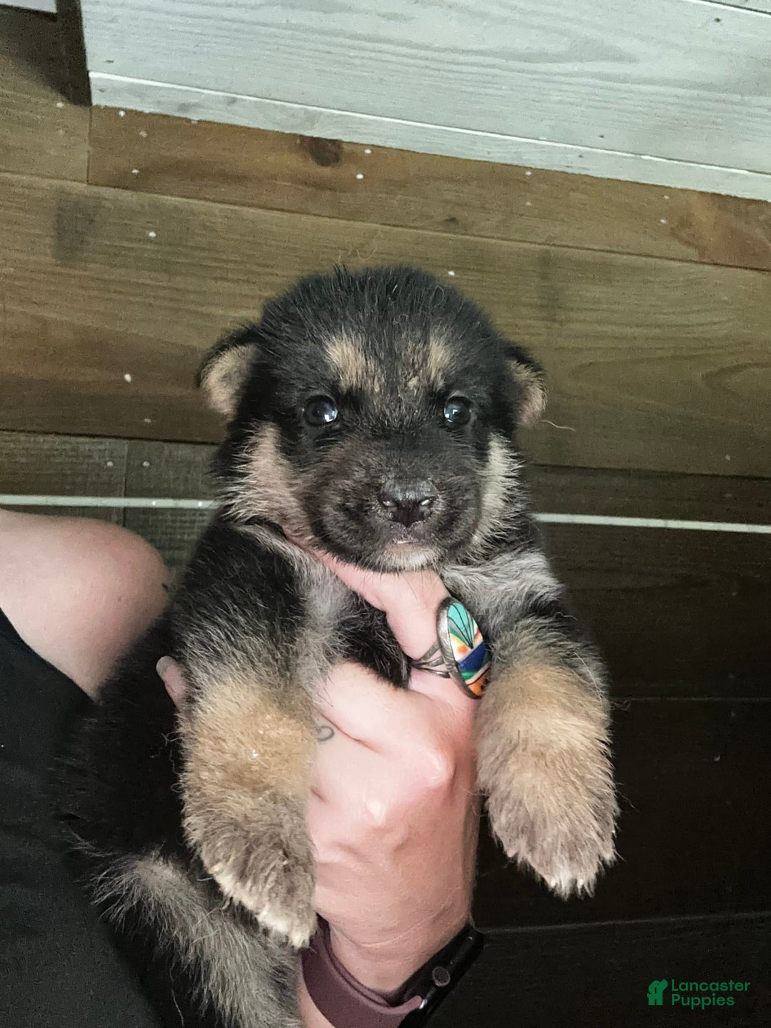 Gerberian Shepsky dogs for sale: Marlo - Image 4