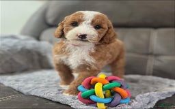 Mini Goldendoodle dogs for sale: Melanie Mini F1b - Image 6