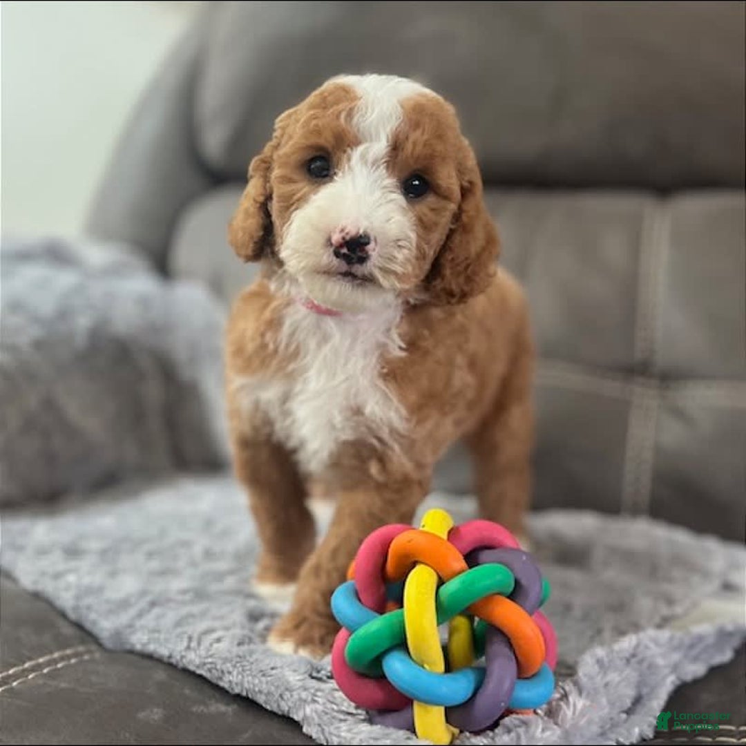 Mini Goldendoodle dogs for sale: Melanie Mini F1b - Image 6