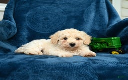 Bichpoo dogs for sale: Lifesaver - Image 7