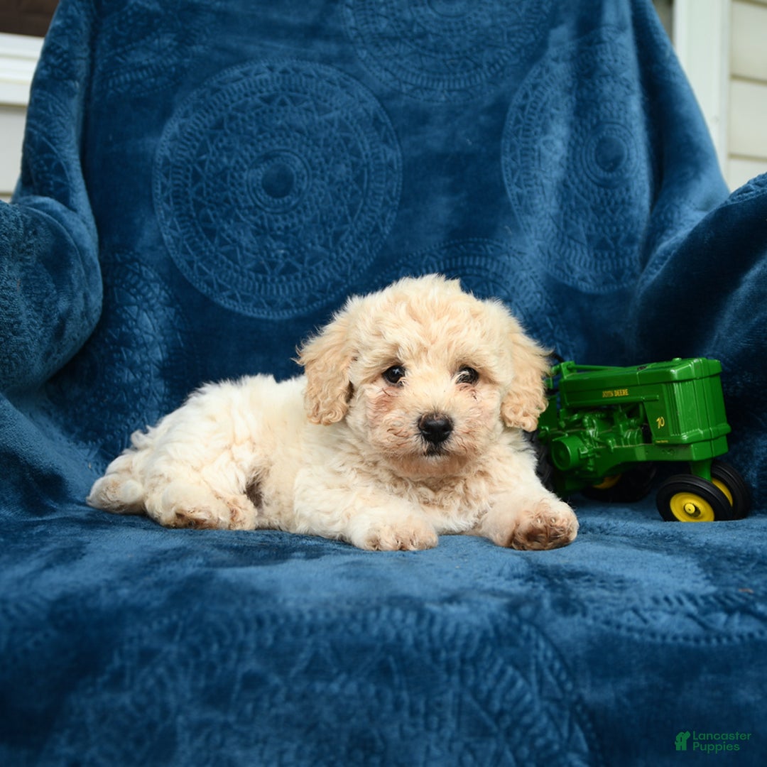 Bichpoo dogs for sale: Lifesaver - Image 7