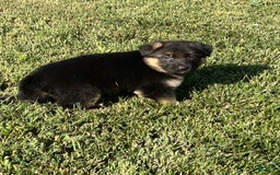 German Shepherd dogs for sale: Chanel - Image 2