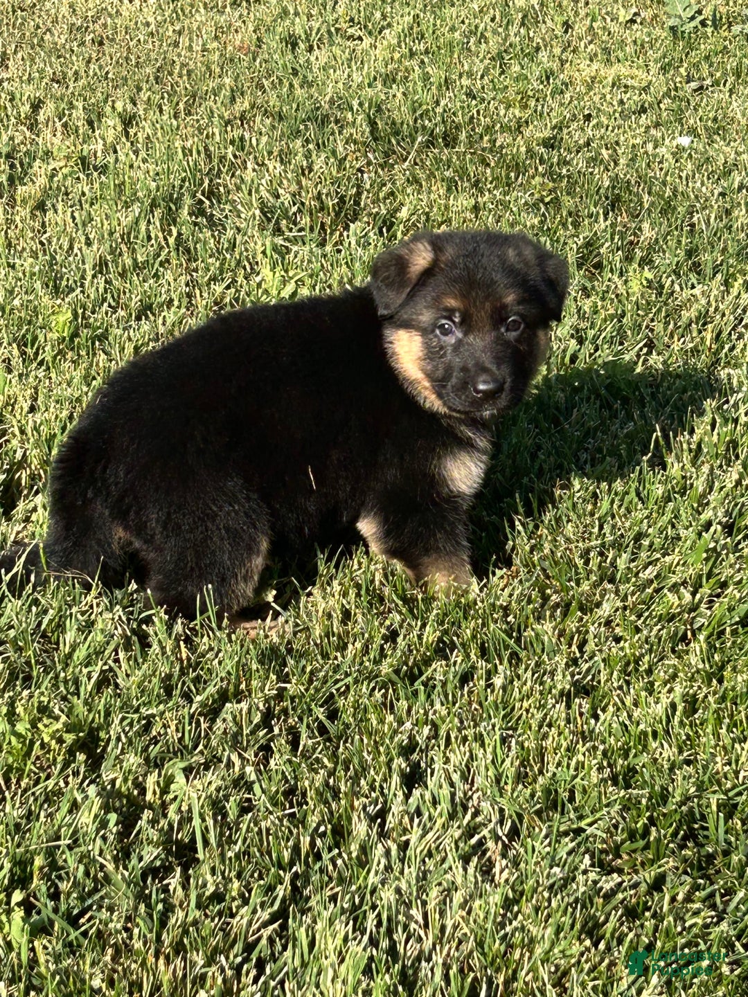 German Shepherd dogs for sale: Chanel - Image 2