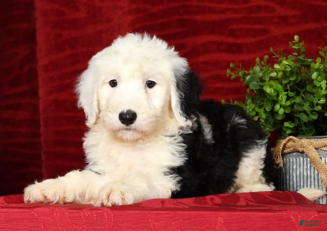 Sheepadoodle dogs for sale: Daisy - Image 3