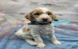 Standard Poodle dogs for sale: Gus - Image 30