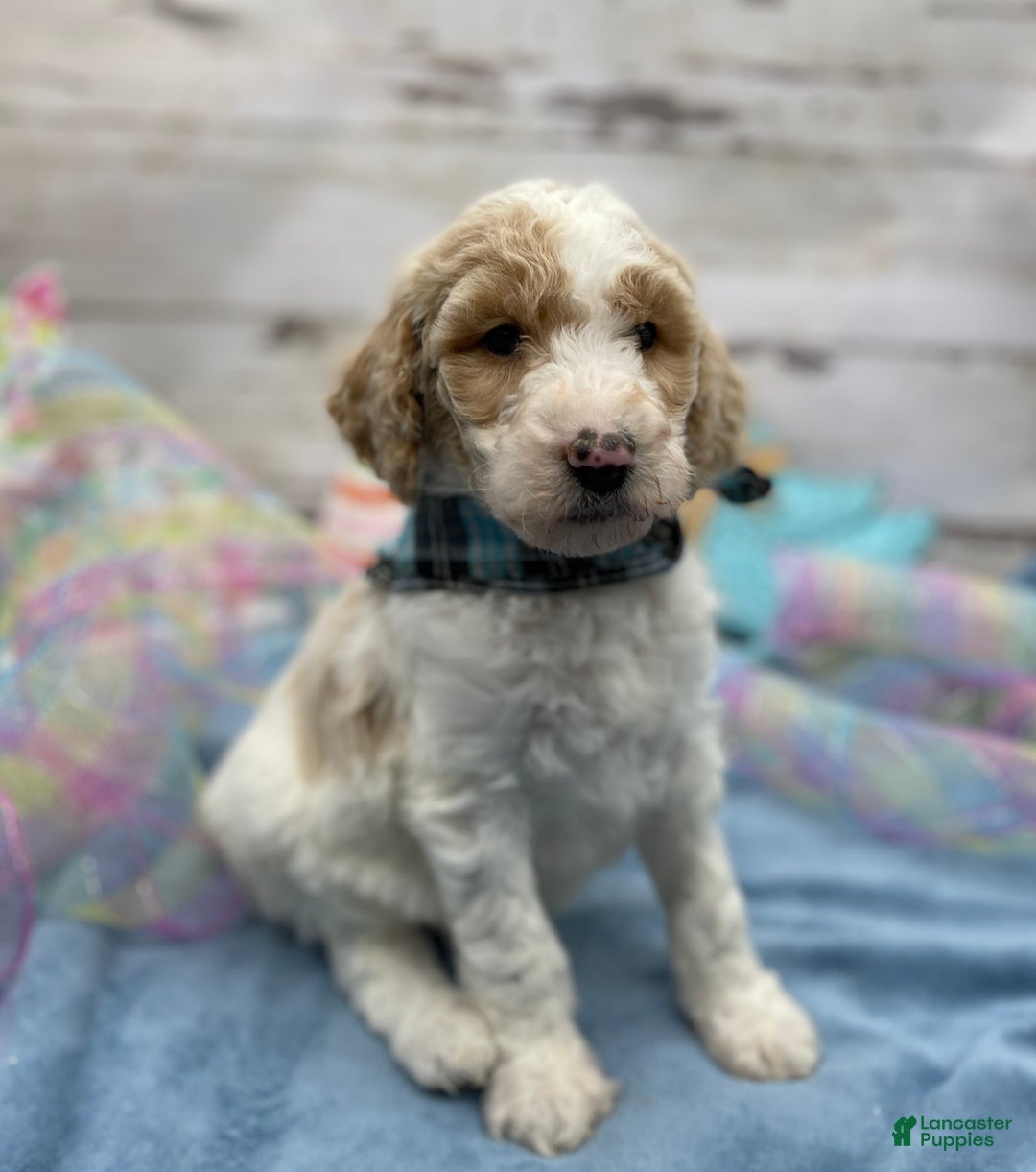 Standard Poodle dogs for sale: Gus - Image 30