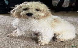 Cockapoo dogs for sale: Biggie - Image 1